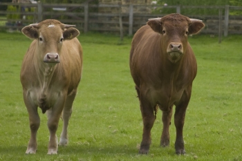 Cows watching