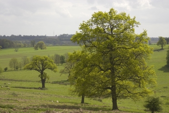 Fields near Badby