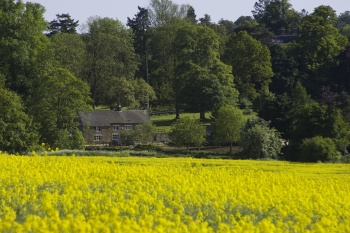 Oilseed near Edgecote