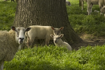 Lamb chops