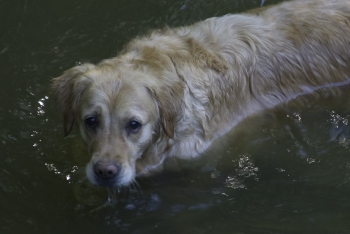 Molly in the river