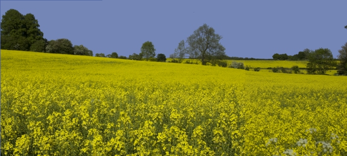 Oilseed near Edgecote