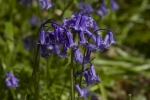 Bluebells in Badby Woods