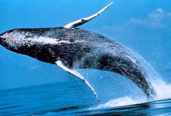 A breaching whale
