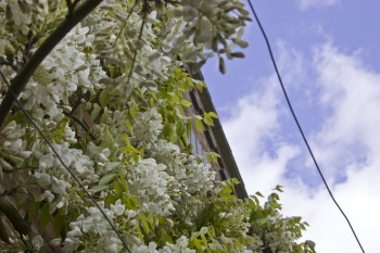 Wisteria