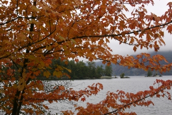 Fall colours
