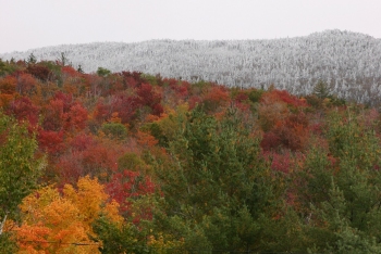 Fall colours