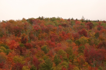 Fall colours