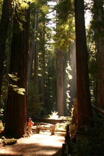 Flat Iron Tree