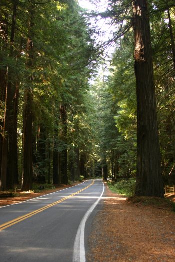 Avenue of the Giants