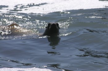 Sea Lion off Shelter Cove
