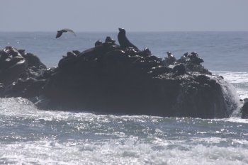 Sea Lions off Shelter Cove