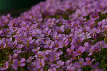 Aubretia on the patio