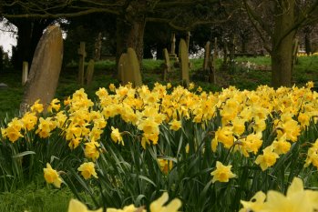Daffodils in Byfield Churchyard
