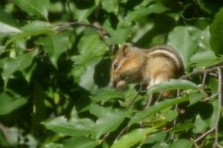 Chipmunk