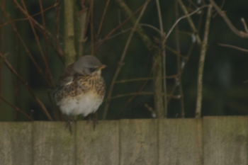 A Fieldfare Thrush