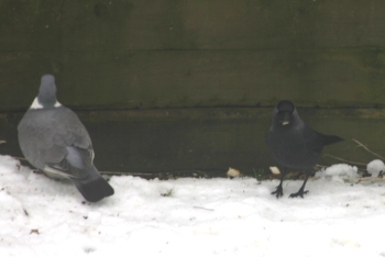 Pigeon and Jackdaw