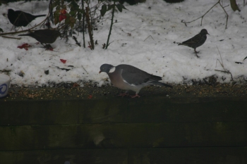 A wood pigeon