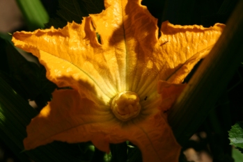 Courgette Flower