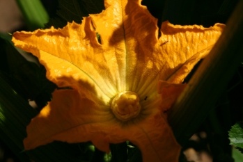 Courgette Flower