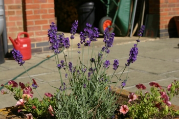 Lavender Hidcote