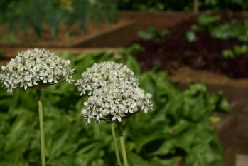 Penelope's Garden