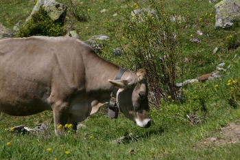 Cow Bell