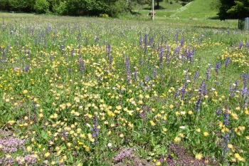 Alpine flowers