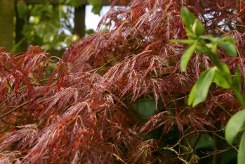 Acer in the border