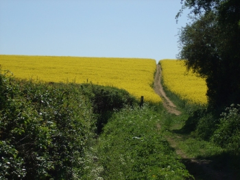 Bike Ride