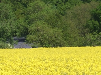 Bike Ride