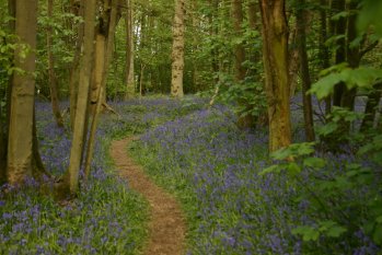 Bluebells 2010