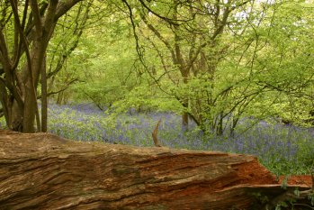 Bluebells 2010