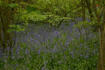 Bluebells 2010