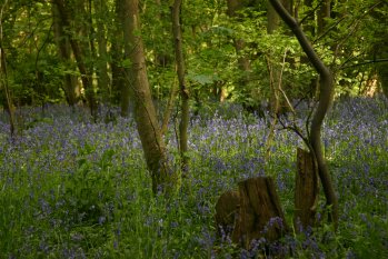 Bluebells 2010