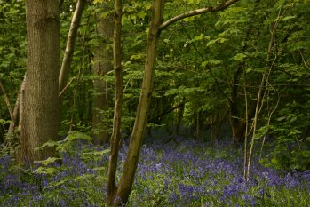 Bluebells 2010