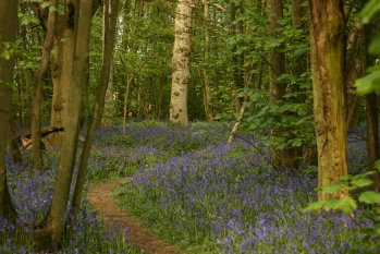 Bluebells 2010