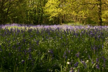 Bluebells 2010