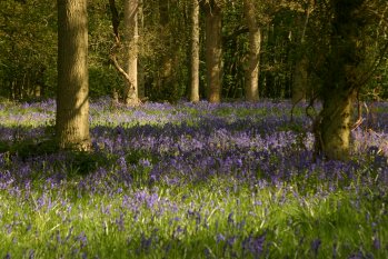 Bluebells 2010