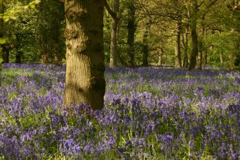 Bluebells 2010