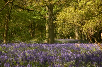 Bluebells 2010