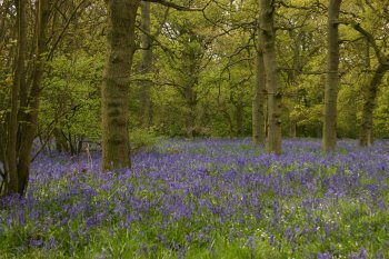 Bluebells 2010