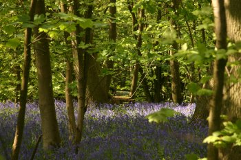 Bluebells 2010