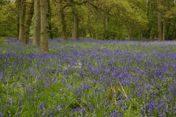 Bluebells 2010