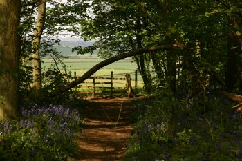 Bluebells 2010