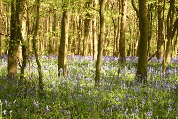 Bluebells