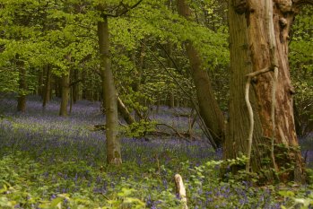 Bluebells