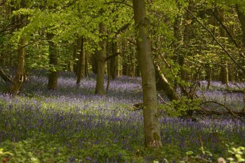 Bluebells