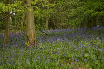 Bluebells