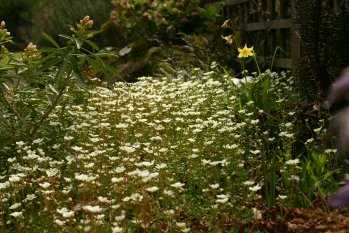 Little flowers